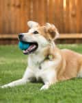 Dog lying on grass with a blue ball in its mouth, wooden fence in background.