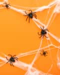 Black plastic spiders on white cobwebs against an orange background.