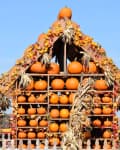 Pumpkin display on wooden shelves with autumn leaves and dried cornstalks against a clear sky.