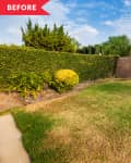 Small backyard with patchy grass, brick wall, and green hedge under a blue sky.