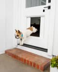 Dog using a pet door in a white door, with brick step and potted succulents nearby.