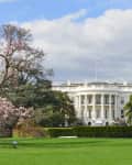 White House with blooming cherry blossom trees and a fountain on a sunny day.