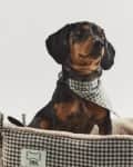 Dog in gingham dog bed