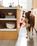 Brown and white dog holding a plush donut toy in a modern kitchen.