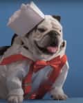 Bulldog dressed as a chef with a white hat and red bow tie against a blue background.