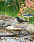 Dove and blackbird perched by a small garden stream surrounded by rocks and flowers.