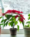 Three potted plants on a windowsill, including a poinsettia with red leaves, against a snowy outdoor backdrop.