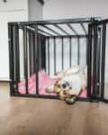 Dog lying on its back inside an open black metal crate with a pink blanket on a wooden floor.