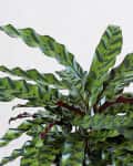 Rattlesnake plant with wavy green leaves and dark patterns.