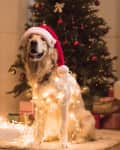 Golden retriever wearing a Santa hat, wrapped in fairy lights, with a decorated Christmas tree and gifts in the background.