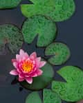 Pink water lily with yellow center surrounded by green lily pads on a pond.