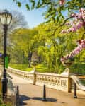 Ornate stone bridge in a park with blooming cherry blossoms and lush green trees.