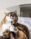Fluffy cat scratching its chin while sitting on a floral-patterned bedspread.