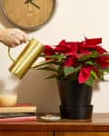Head on shot of a living room scene, with a poinsettia in a black planter, sitting on a dark wood table. On the left side of the image there is a hand holding a gold watering can, and watering the poinsettia.