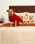 Head on shot of a bedroom with a made bed with beige bedding and the brown DIY headboard hanging behind the bed.  On top of the bed is a large dog in a red sweater.