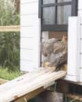 chicken coop with brown chicken
