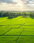 Lush green rice fields under a cloudy sky with the sun setting in the background.