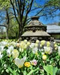 tulips in prospect park