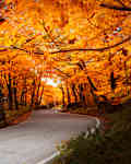 winding road with fall foliage