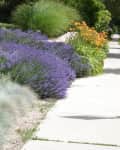 Sidewalk bordered by lush lavender, ornamental grasses, and orange daylilies in a garden setting.