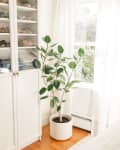 Potted plant beside a white cabinet with shoes and folded clothes, near a window with sheer curtains.