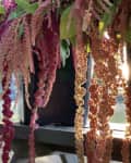 Hanging clusters of pink and red amaranth flowers with sunlight filtering through.