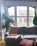 Gray sectional sofa with pink throw and white pillow, wooden chair, and large plants by a window in a light blue room.