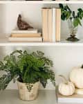 white shelves with books, plants, white pumpkins