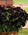 Flowering Black Petunia plants.