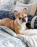 French bulldog on bed with Brandon Maxwell x Pottery Barn Groveland Toile bedding
