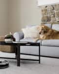 robot vacuum in living room with dog