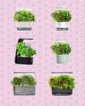Six indoor herb gardens with various green plants on a pink polka dot background.