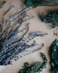 Assorted fresh and dried herbs including rosemary, lavender, thyme, and mint on a wooden surface.