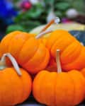 Small orange pumpkins stacked on a table with green foliage in the background.