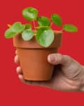 Hand holding piles plant on red background