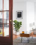 Living room with a glass-top coffee table, patterned rug, potted plant, and framed wall art.
