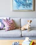 Small dog on a gray sofa with colorful pillows, abstract painting above, and a wooden coffee table with books and a candle.