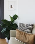 Beige sofa with patterned cushions, large green plant, and framed monkey art on a white wall.