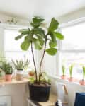Sunroom with large fiddle leaf fig, hanging plant, and various potted plants on a wooden shelf by the window.