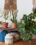 Bohemian style plant space