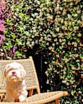 A small white dog sitting on a woven chair in front of a flowering vine with white blossoms and green leaves.