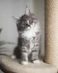 Fluffy gray kitten sitting on a cat tree platform next to a scratching post, with a green plant in the background.