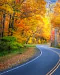 Winding road through a forest with vibrant autumn foliage in shades of orange and yellow.