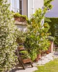 potted plants in front of a house