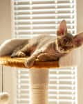 Devon Rex cat napping on cat bed