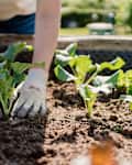women planting kohlrabi on a raised bed