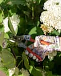Hands of gardener pruning flowers in garden