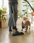 French bulldog playing with vacuum cleaner while his owner cleaning flat