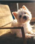 Cairn Terrier Sitting On Chair