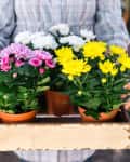 Woman Holding Chrysanthemums Ready For Planting
